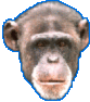 ook ook, I'm a monkey